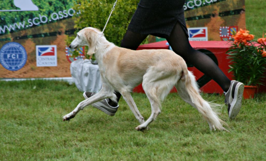 Al Assli - Première exposition canine 2023