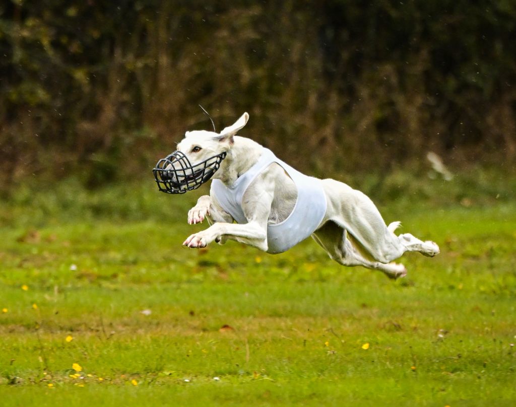 Urfa Championne de France de PVL